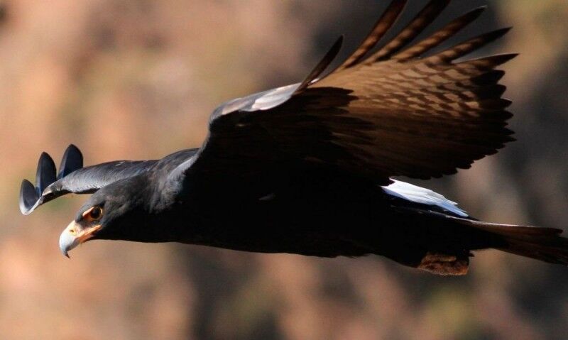 Águila negra en la costa de Curiñanco